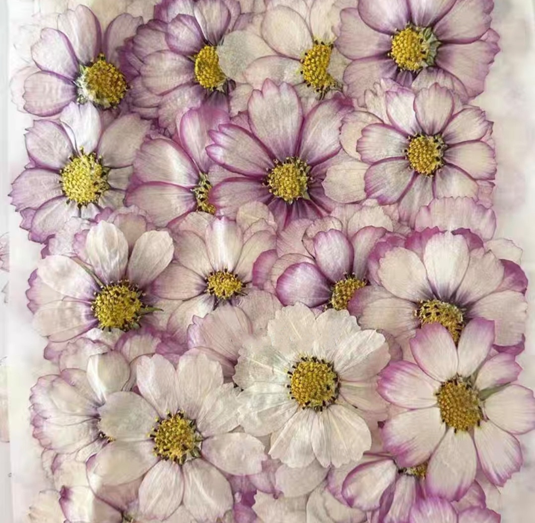 Body Jewelry Display Case - 60 pçs pressionado seco cosmos flor